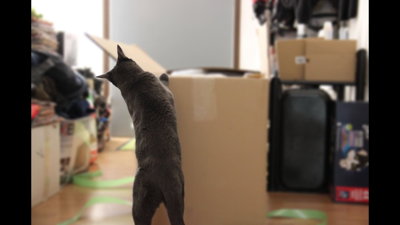 🎁 Joint unpacking of the first gifts from Germany, part 1️⃣🐈‍⬛