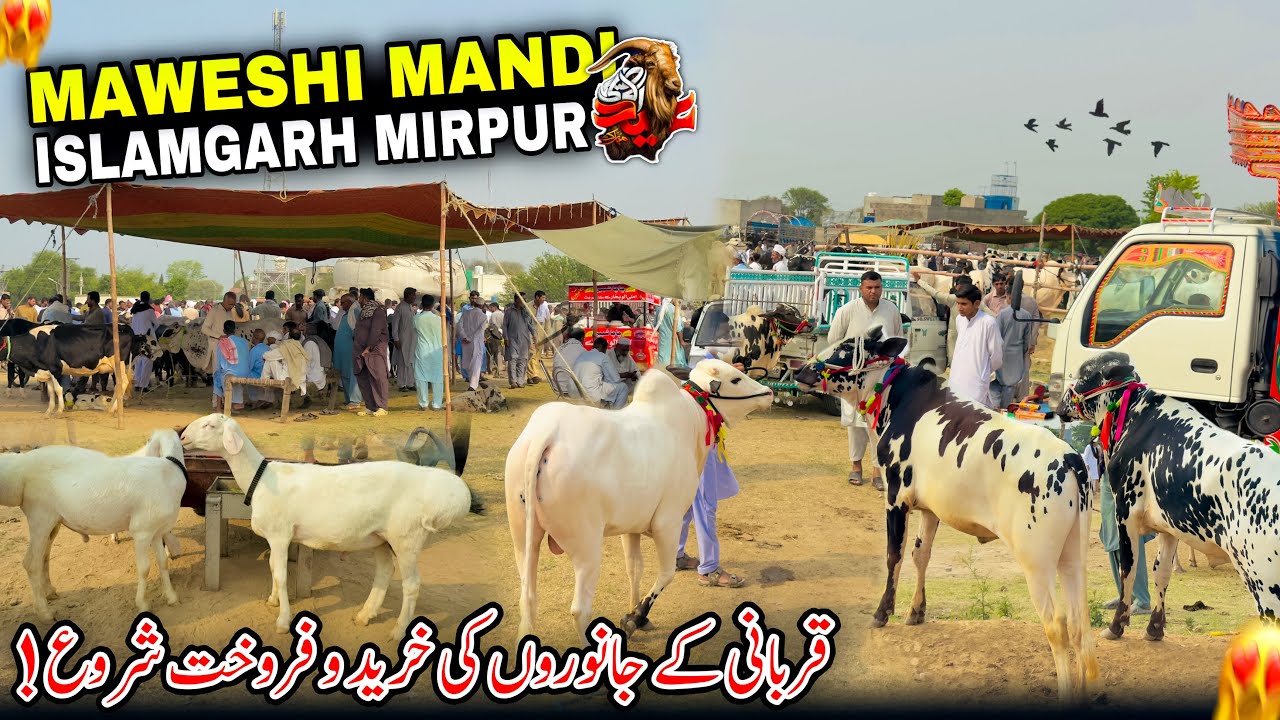 Buying And Selling of Eid Animals Begins in Islamgarh Mandi/Maweshi Mandi/Mirpur Azad Kashmir/🥰