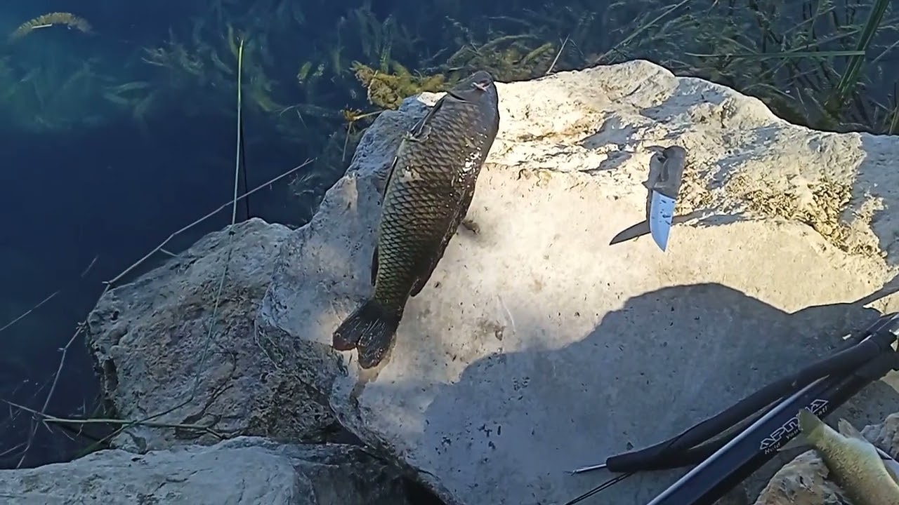 Zıpkınla sazan avı 