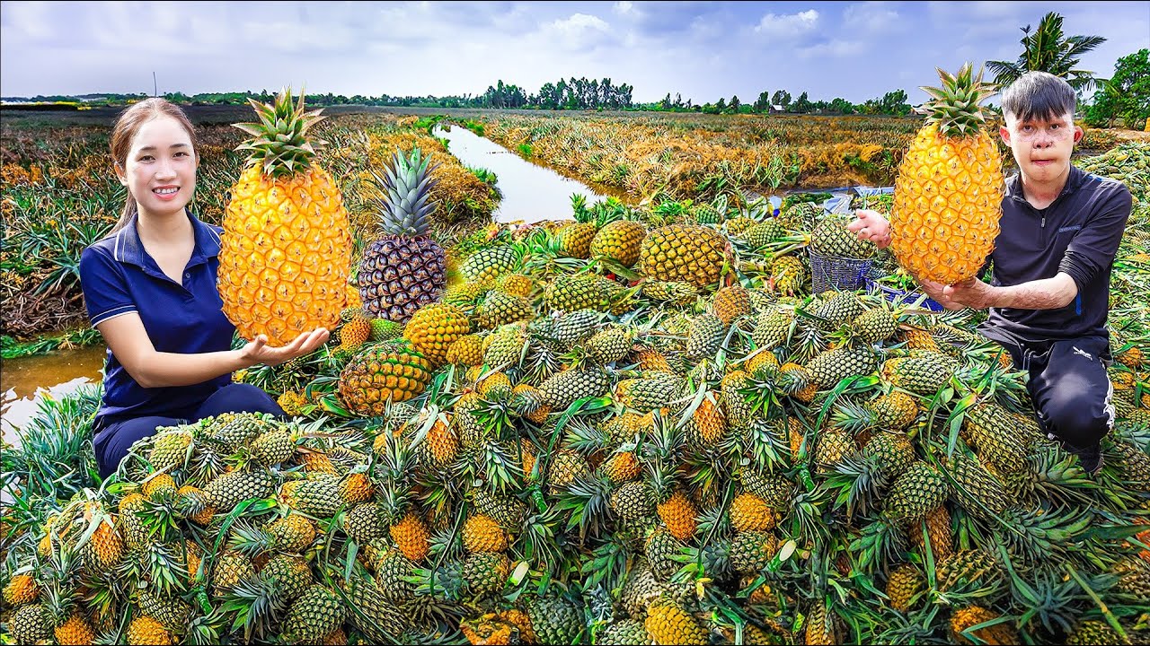 Harvesting Golden Pineapple Goes to the market sell - Fold Decorative Plastic Pineapple