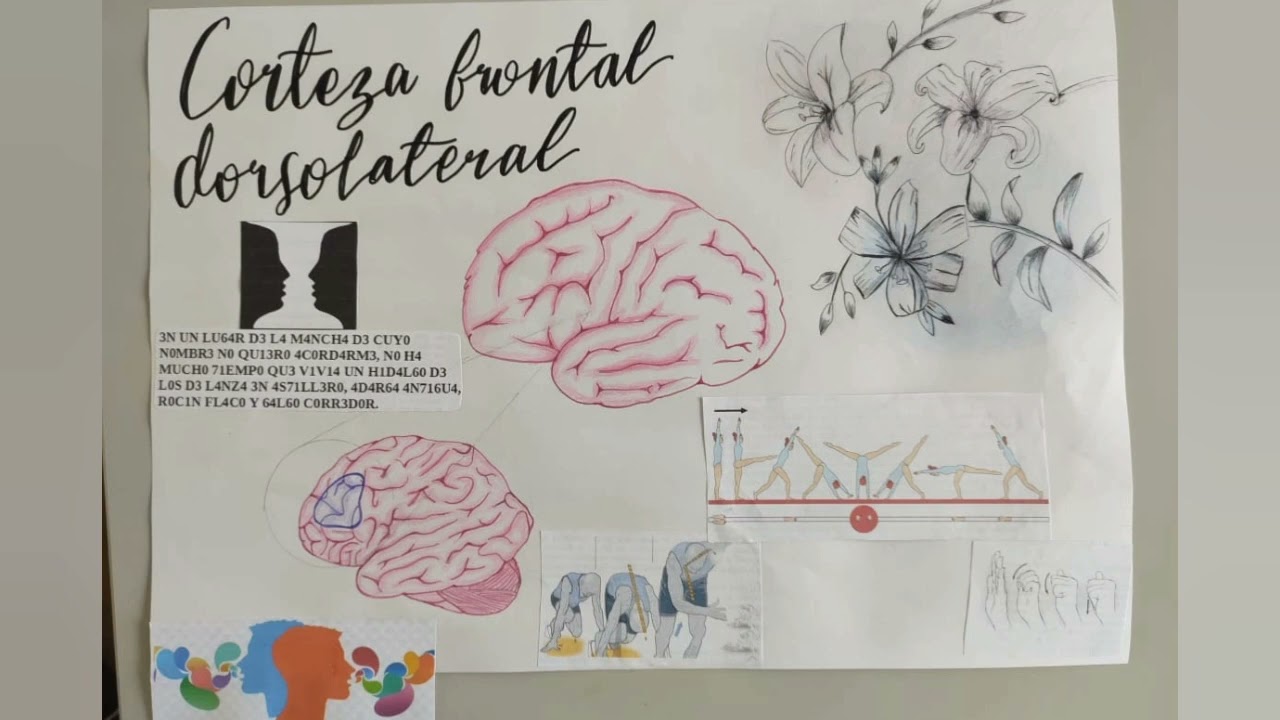 corteza frontal dorsolateral (Fucs)