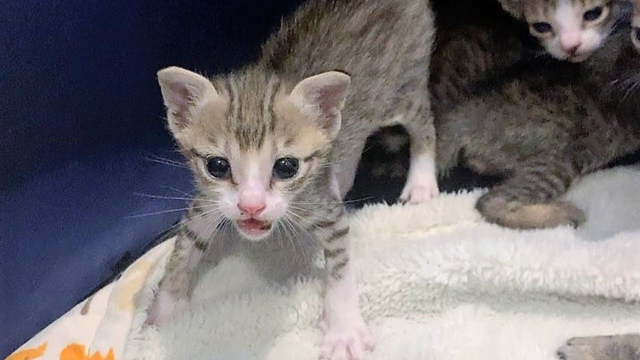 Rescue 6 Abandoned Tiny Kittens Were So Emaciated, Anorexic And Covered In Ants