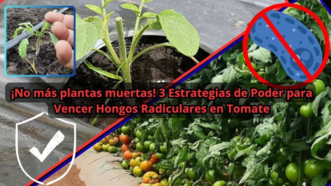 ¡No más plantas muertas! 3 Estrategias de Poder para Vencer Hongos Radiculares en Tomate