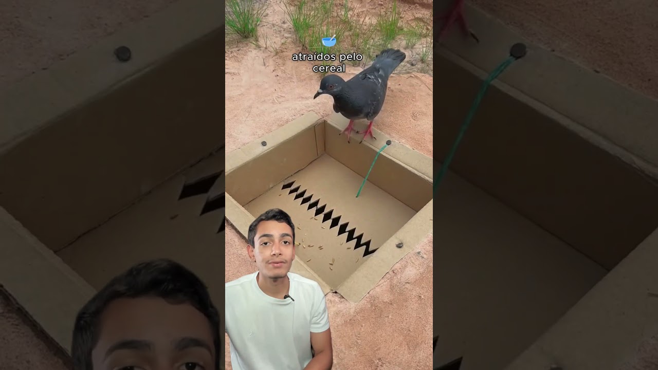 Uma armadilha genial para capturar pombos e outras aves!￼