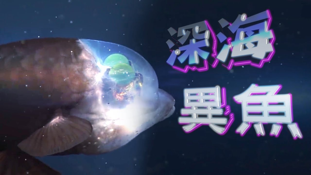 【on.cc東網】加州驚現深海怪魚　綠眼球如外星生物