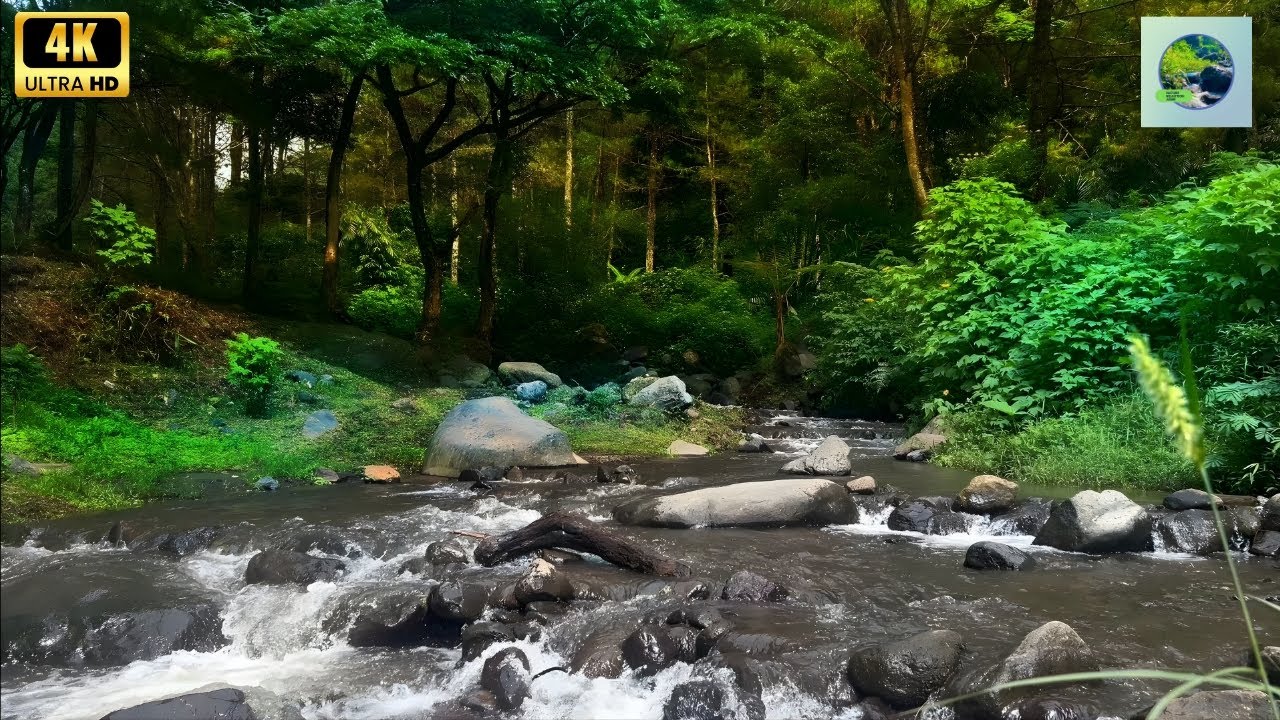 Calming River Sounds with Birds Songs for Daily Meditation, Sleep, and Focus