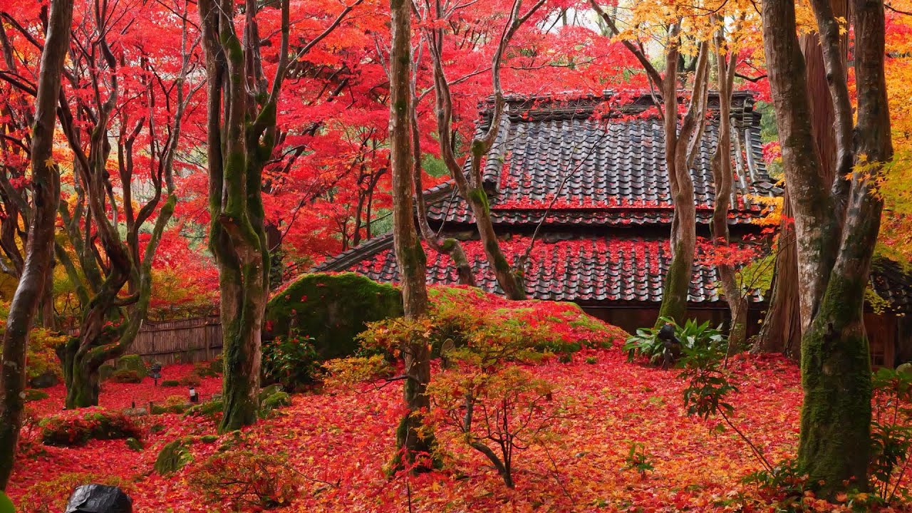 教林坊　赤の世界　2024.12.08　滋賀県近江八幡市　めざせ楽々紅葉見学