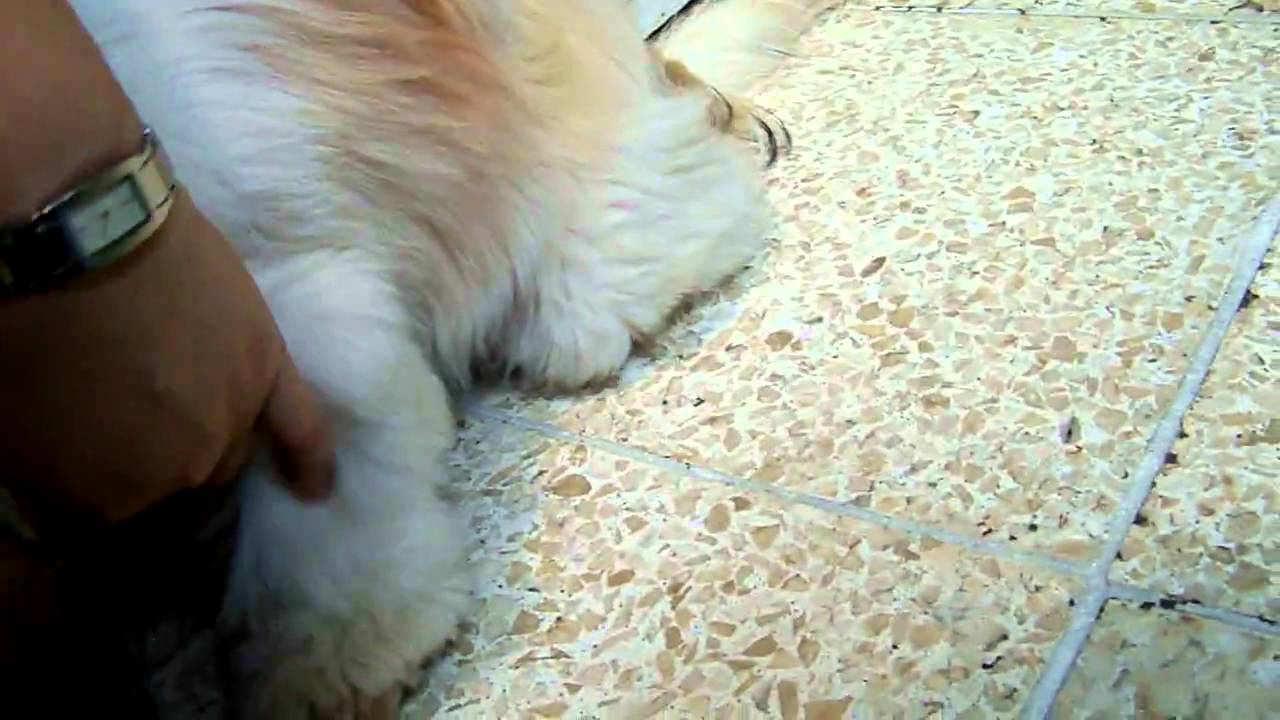 Reverse Sneezing in Shih Tzu