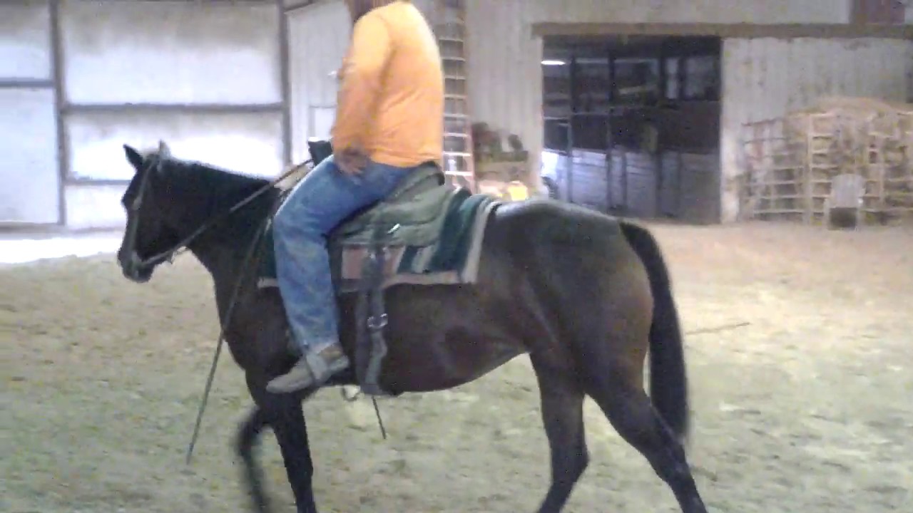 2 year old bay skipper w mare