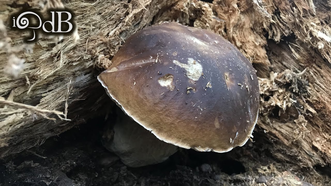 Porcini Edo 25 Settembre 2019