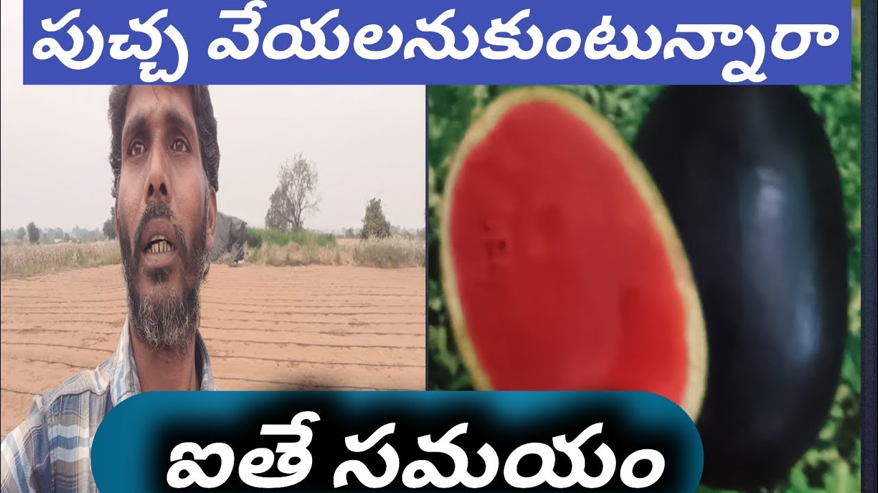  Watermelon farming   కలంగిరి పుచ్చ వేయలనుకుంటున్నారా ఐతే సమయం ఇపుడే