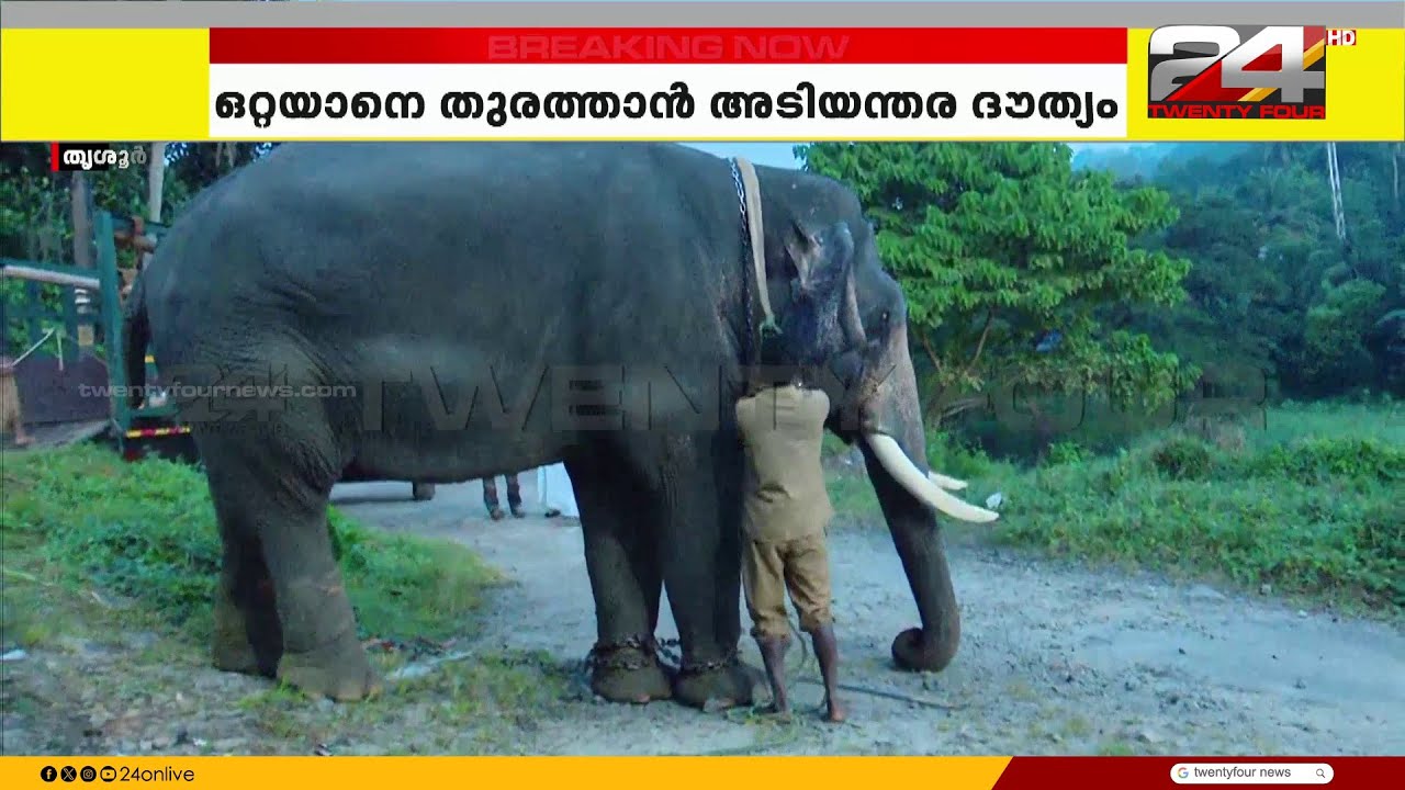 കുതിരാനിൽ ജനവാസമേഖലയിൽ ഇറങ്ങിയ ഒറ്റയാനെ കാട് കയറ്റുന്നതിന് കുങ്കിയാനകളെ എത്തിച്ചു