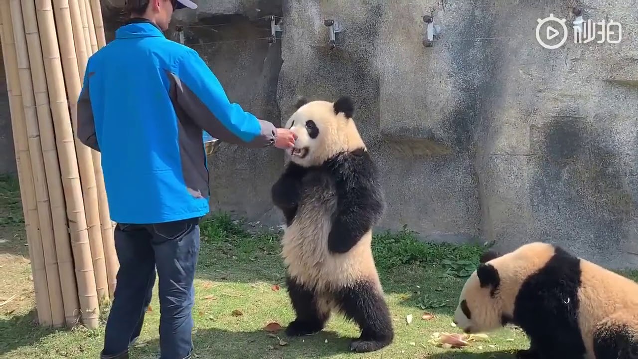 Panda Xue Bao walks like a penguin .