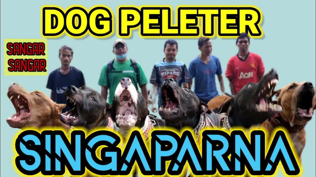 ANJINGNYA SANGAR SEMUA MILIK TEAM DOG PELETER SINGAPARNA TASIKMALAYA JABAR | GREBEK KANDANG ANJING