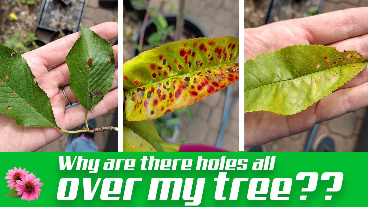 What are these holes??? Shot Hole Fungus - Identification & Treatment w special guest Alan Vesely