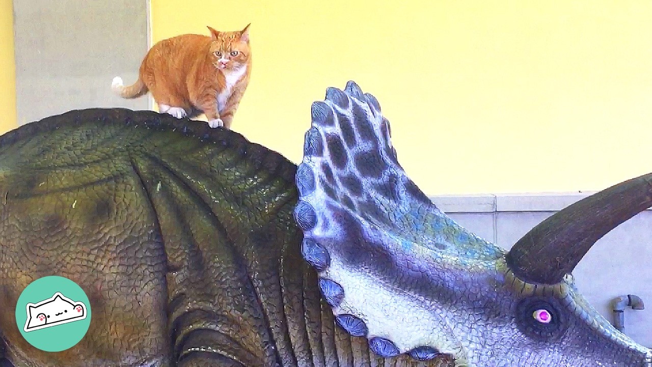 Stray Cat Works In A Museum Every Day For 16 Years | Cuddle Buddies