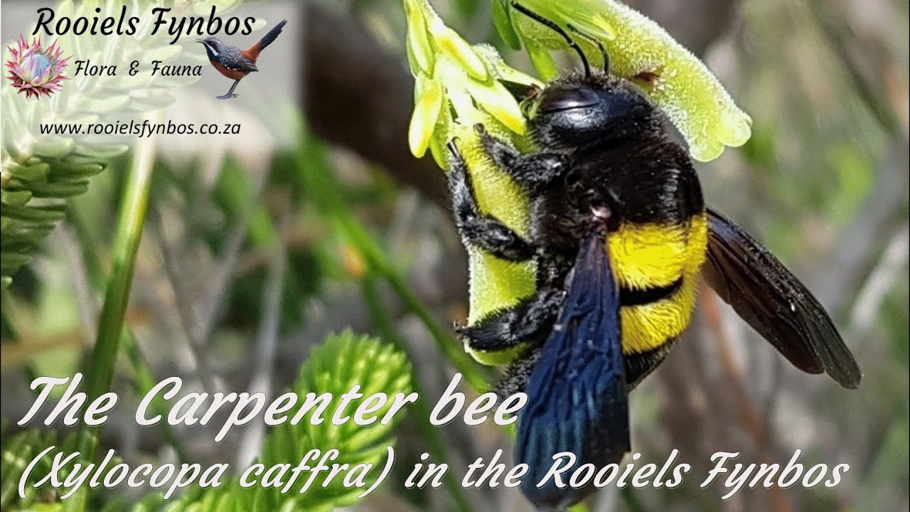 The Carpenter bee (Xylocopa caffra) in the Rooiels Fynbos