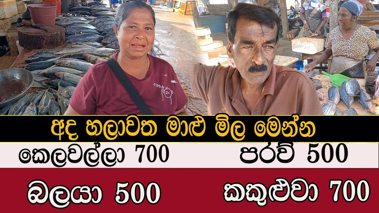 හලාවත මාළු කුණු කොල්ලෙට  #mojonewslk #chilaw #fish