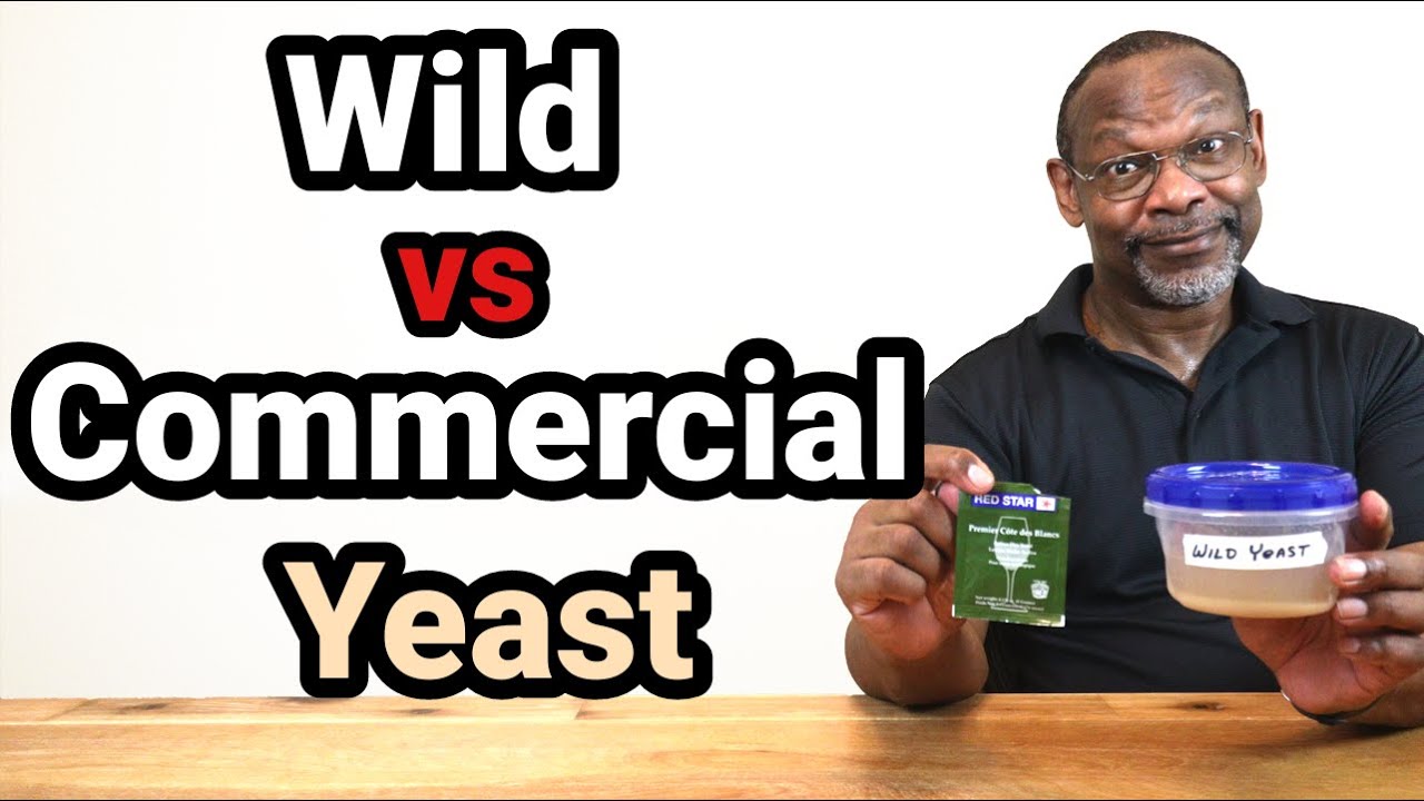 Wild vs Commercial Wine Yeast