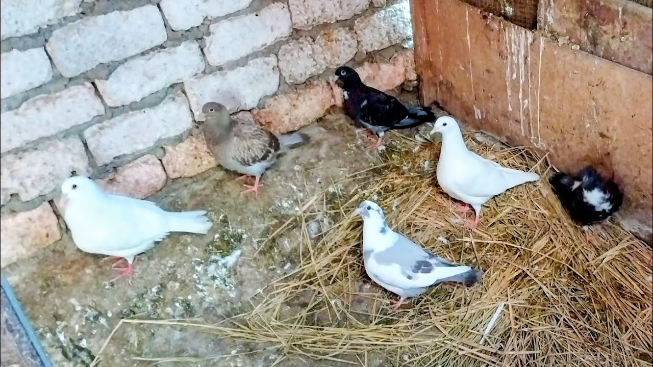 جالنا ضيوف جديدة 