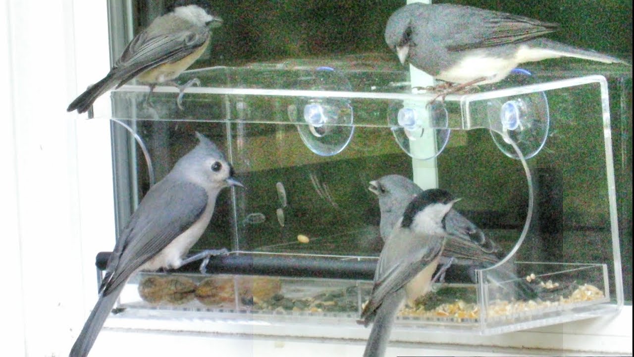 Chickadees, Tufted Titmice and Dark-Eyed Junco Love Clear Window Feeders