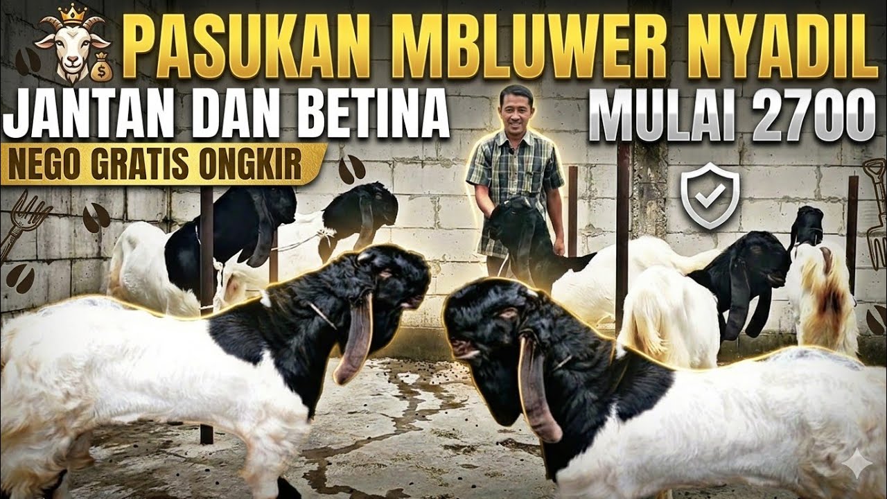 GANTENG DAN CANTIK...!!! Kambing PE KALIGESING KANG MUDRIK 