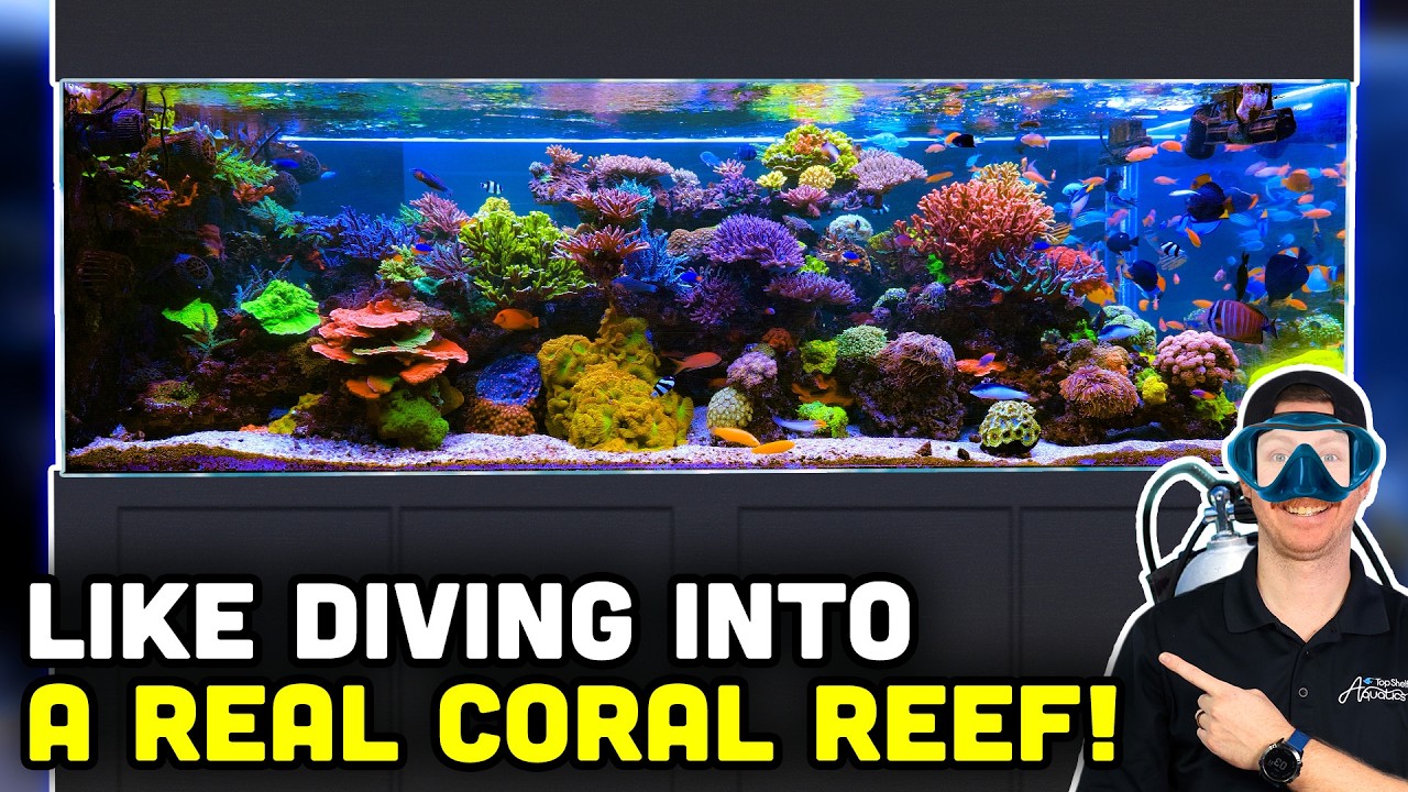 Touring a LOADED 700 Gallon Office Aquarium with Over 100 Fish!