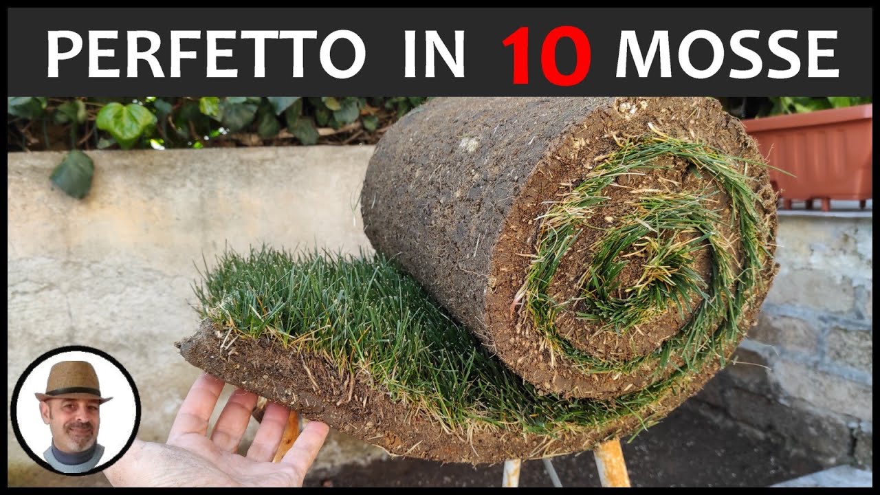 PRATO PRONTO, TUTTI I TRUCCHI PER METTERLO A DIMORA IN POCO TEMPO