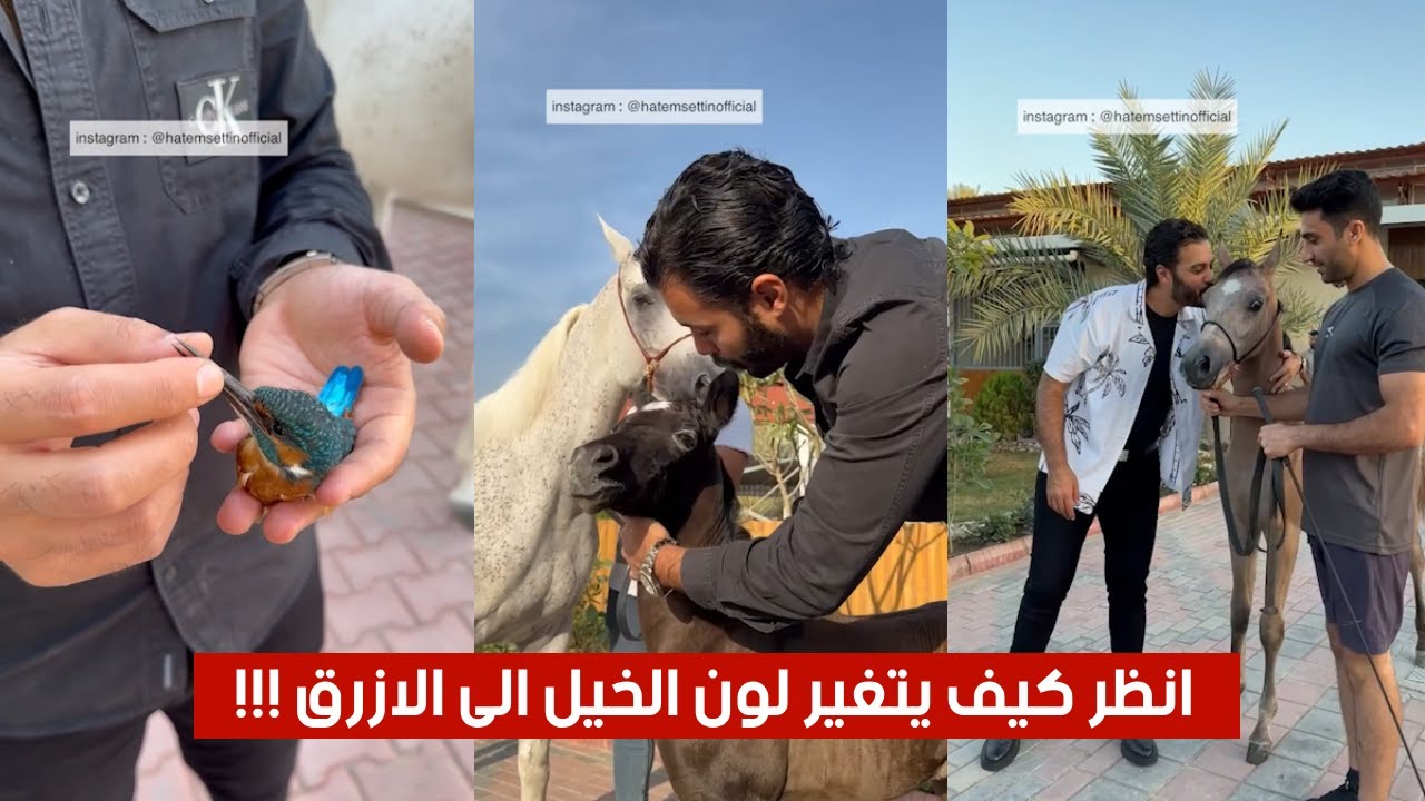 انظر كيف يتغير لون الخيل الى الازرق 😲😳