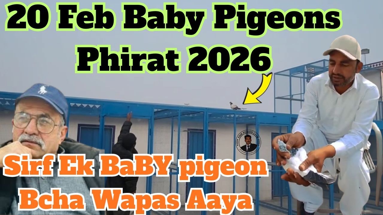 Chatt Peer Fawad Amar Kala Ke Baby Pigeons 😱 | Phirat Zind Jan Pakistan 2026