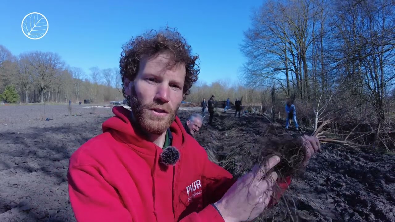 Hoe plant je een struweel haag aan?