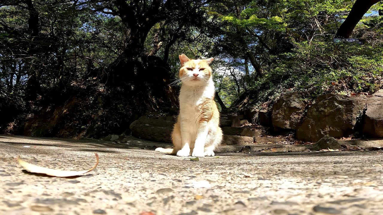 猫。ぬこ。キョロキョロ