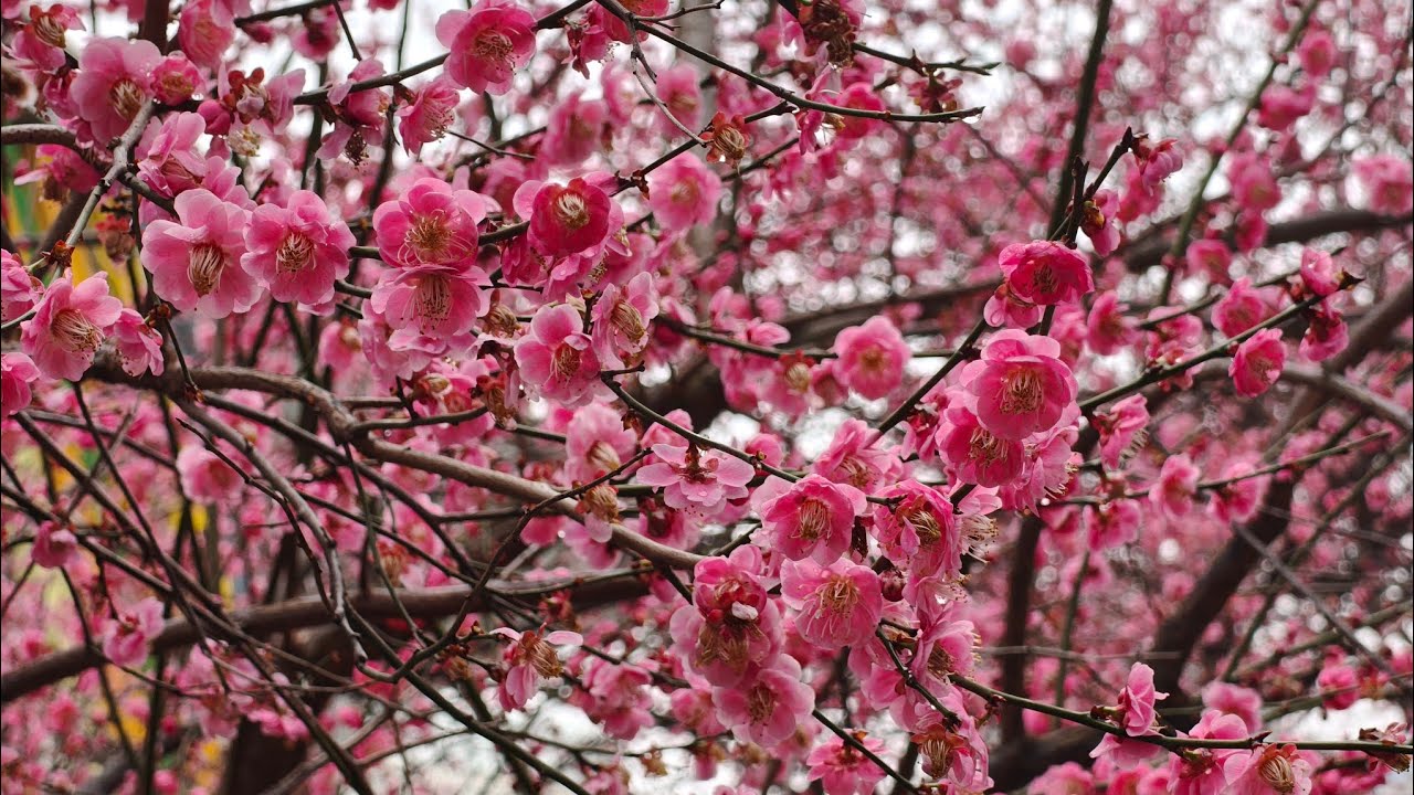 Day 170 , saw sakura trees