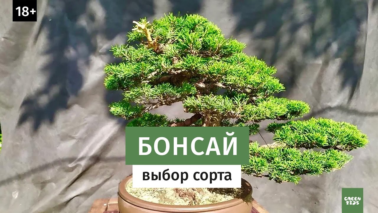 Бонсай. Какие сорта растений выбрать // Карликовые деревья 16+