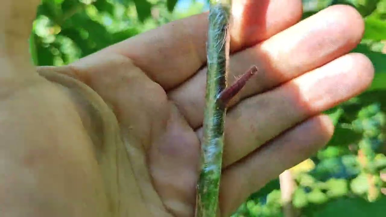 Щеплення Ведмежого горіха фундуком ( зелене в зелене)