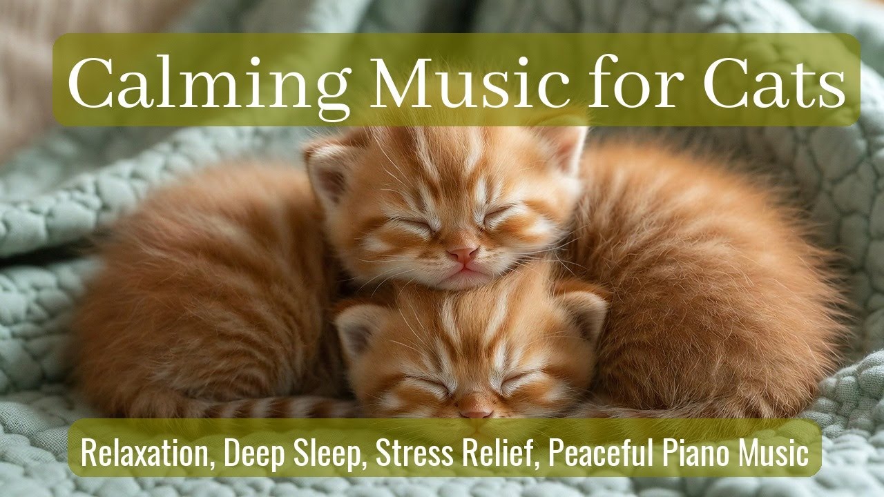 LIVE 😴 Calm Chill Beats for Cat Relaxation 🐱 | Season 28
