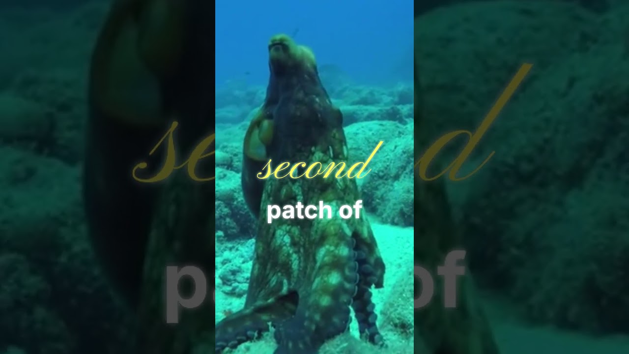 Octopus Underwater City Discovery