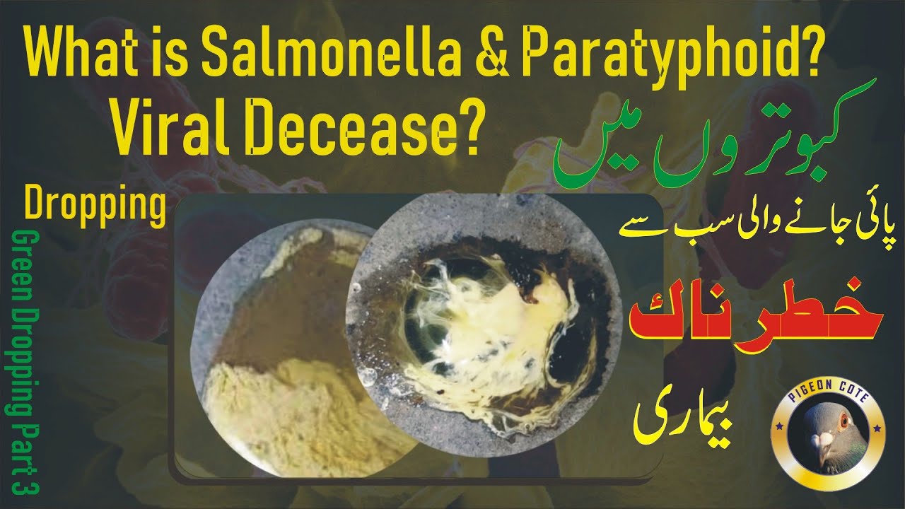 Pigeon's Salmonella & Paratyphoid Diseased |  Pigeon Green Dropping | Pigeon Cote by Waleed Alam