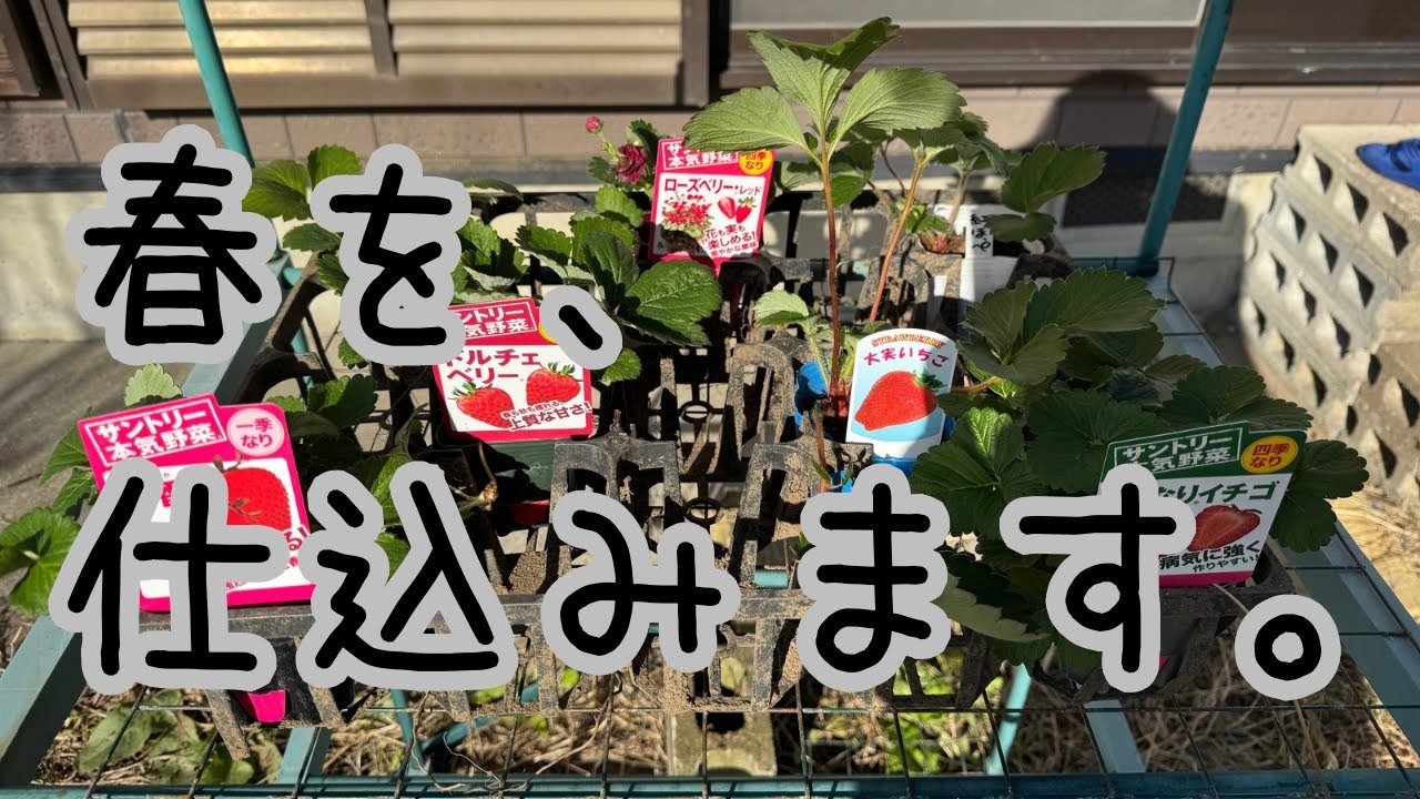 【ゆる自給】#7 イチゴは雑草？冬の庭に植えるイチゴとニンニク。