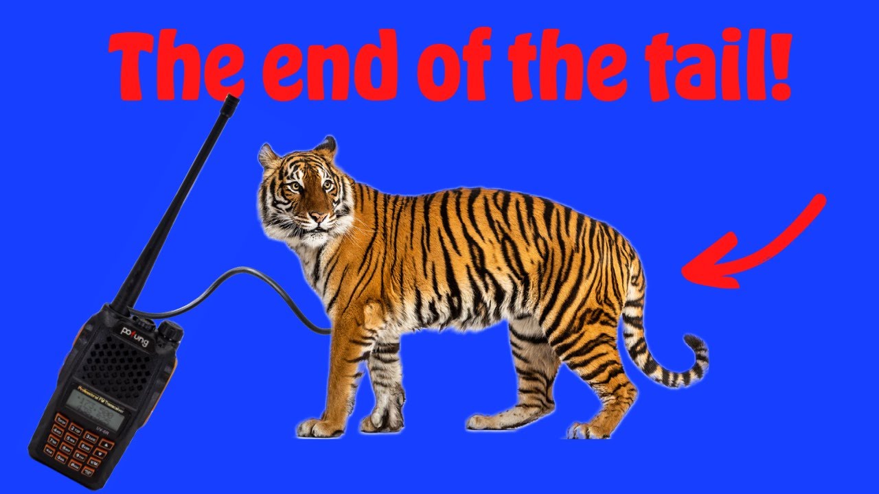The end of the (tiger) tail!