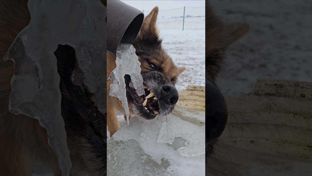 ARESŁAW LODOŁAMACZ