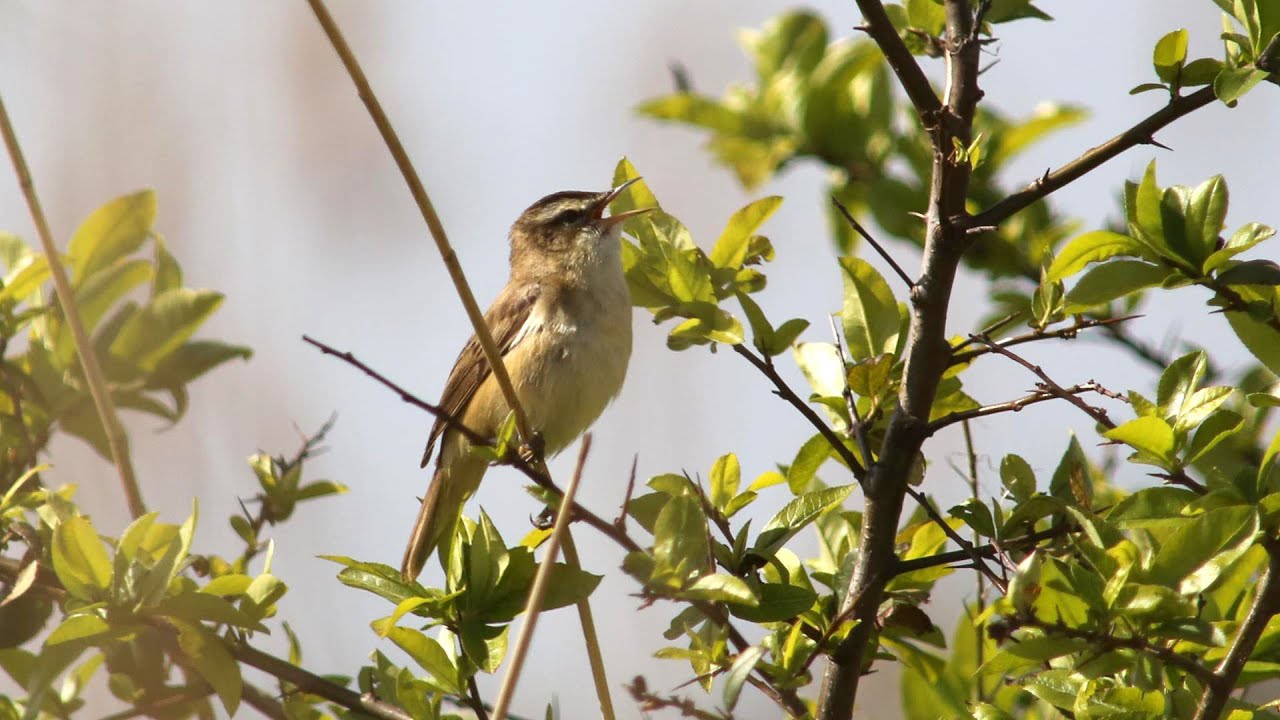 Sedge Warbler