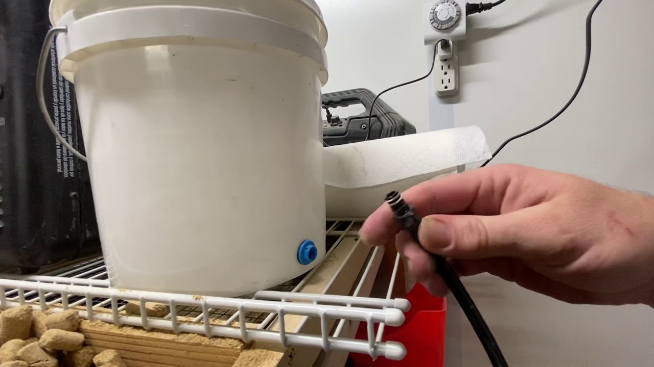How do you breed your rodents?