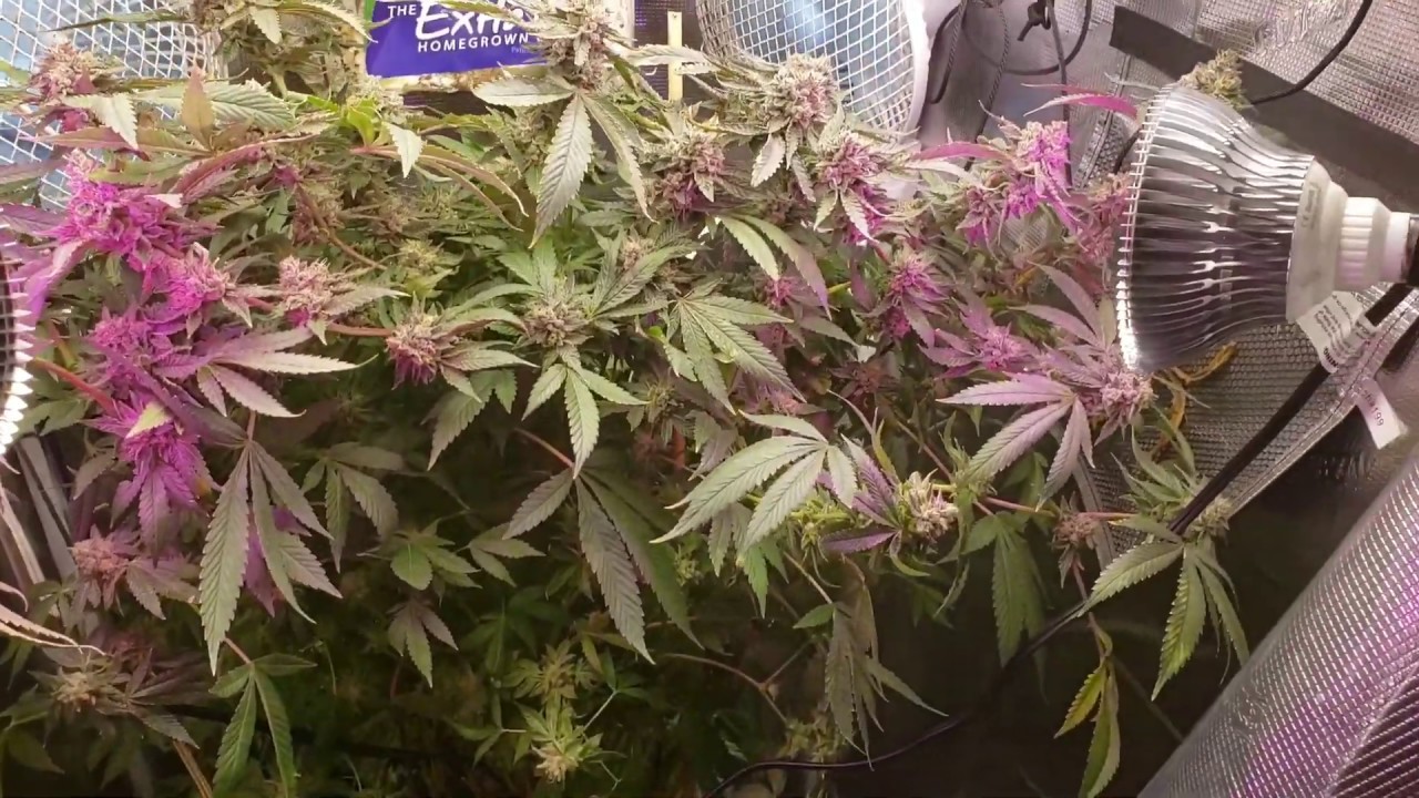 Pink island & sweet and sour kush grown under marshydro TS-600 &times;2 using autopots smart pot xl