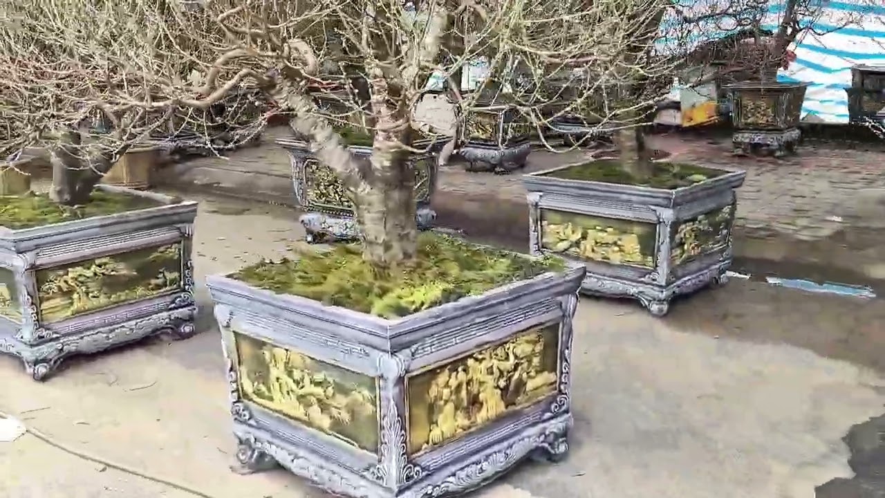 Các gian hàng hoa Đào Mộc Châu đã về rất nhiều ở chợ hoa Phố Hiến 