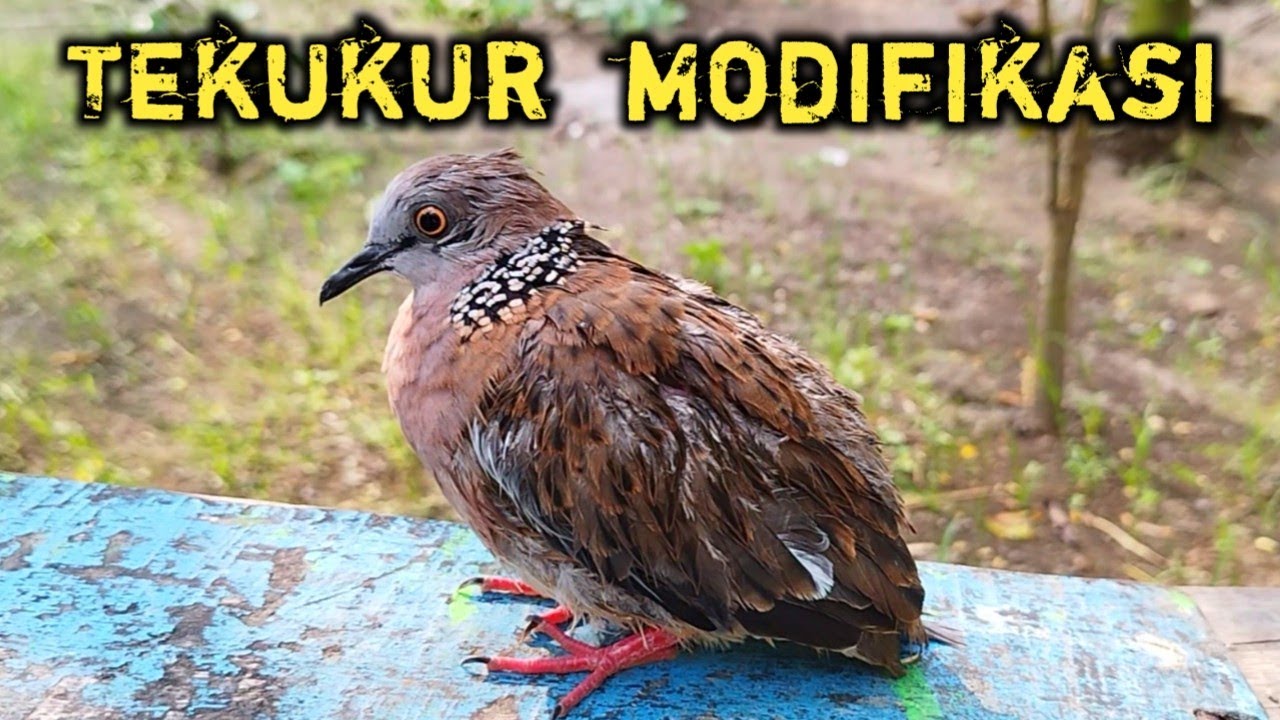 Cara modifikasi burung tekukur dari pasar ombyokan || cara menjinakkan burung tekukur