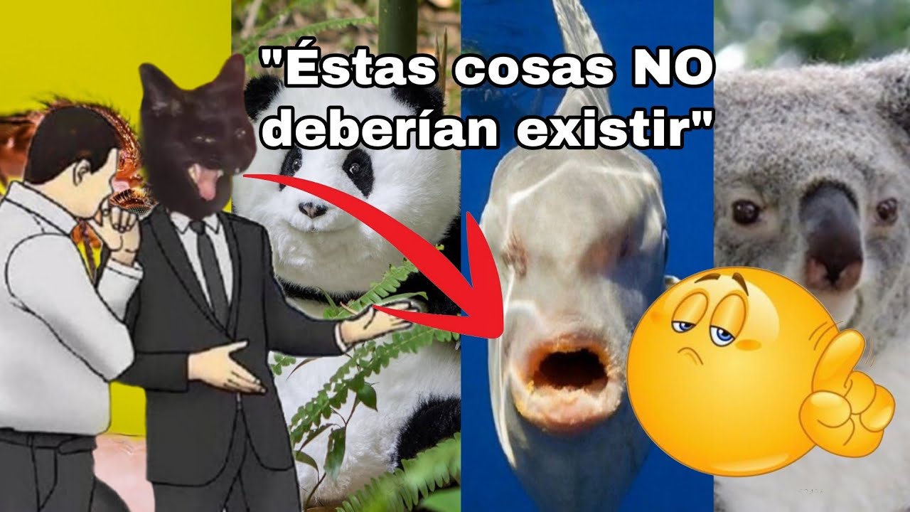 Animales Abandonados por Dios