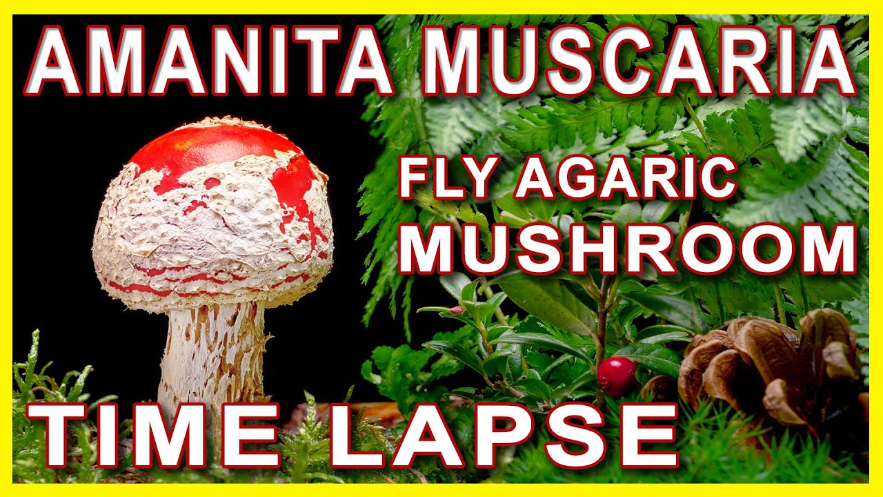 Fly Agaric growing and dying Time Lapse. Poisonous Mushroom Amanita Muscaria.