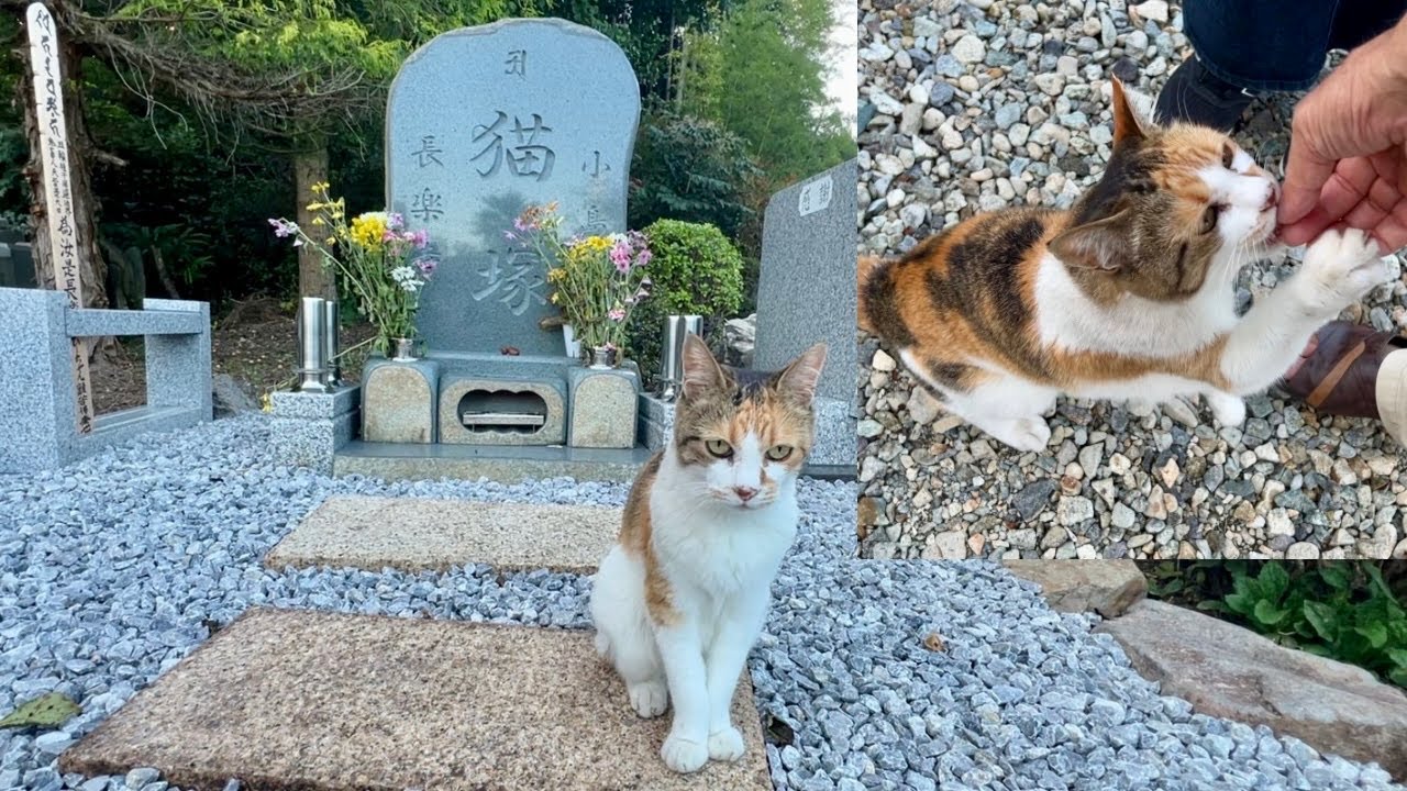 猫塚お参りミー子、特別おやつに大満足！