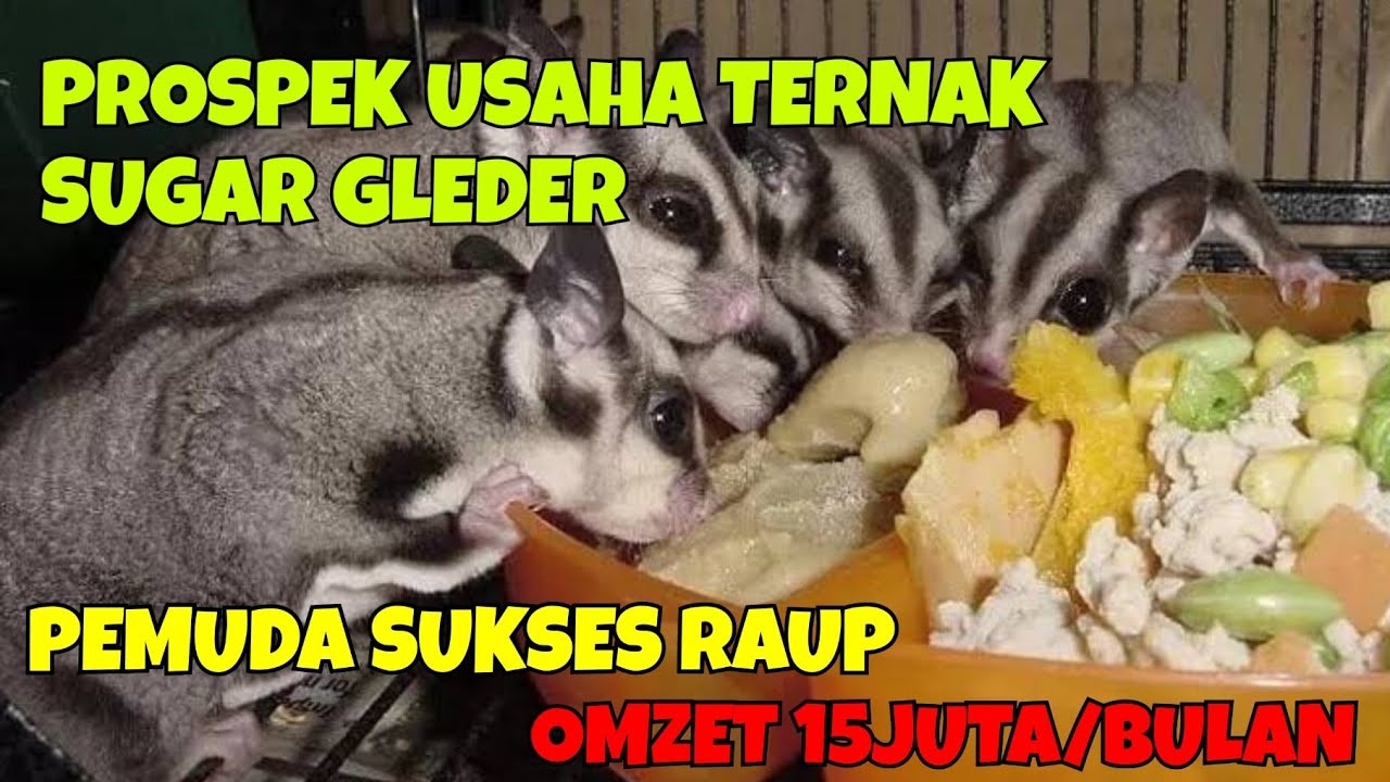 CARA TERNAK SUGAR GLIDER || PROSPEK USAHA TERNAK SUGAR GLIDER, PEMUDA SUKSES RAUP OMZET 15JUTA/BULAN